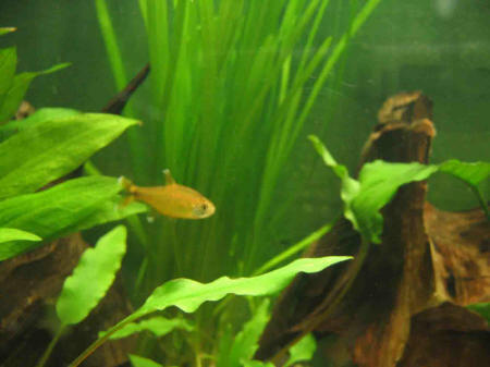 &copy; Zierfischfreunde Immenhausen-Holzhausen HASEMANIA NANA